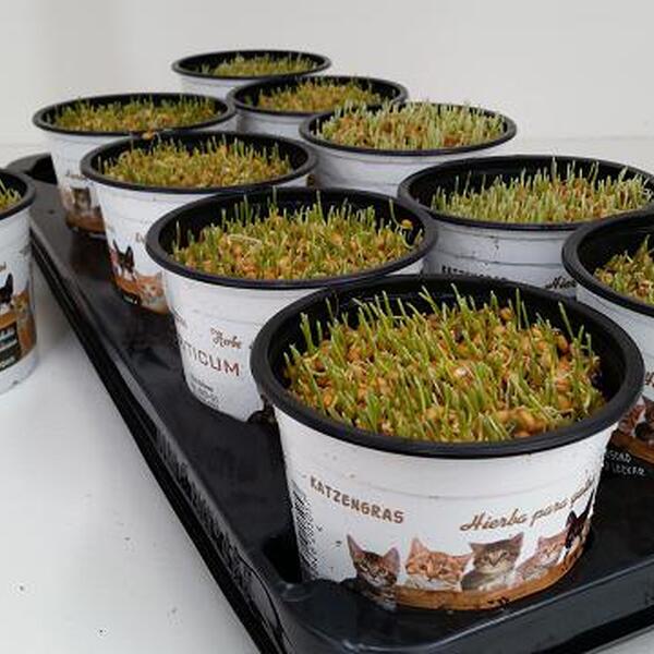 PLANTA DE GAT X15