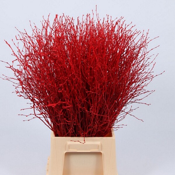 BETULA 70CM VERMELL