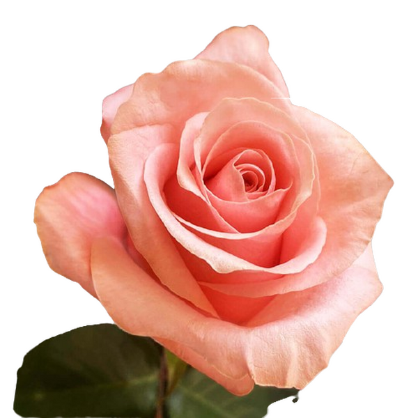 ROSA IMP. 60CM *BEE SWEET*