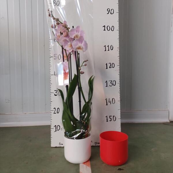 TEST PLASTIC 11.5TX12.5CM  *VERMELL*