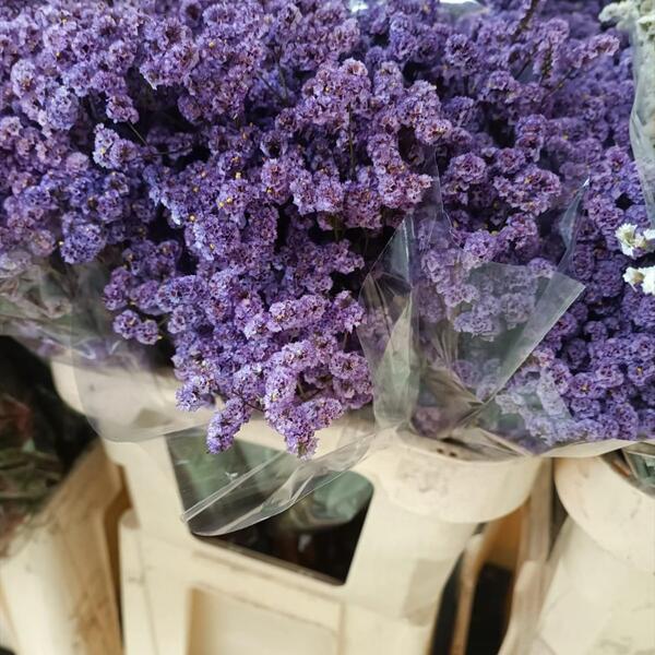 LIMONIUM MARESME CHINA LILA