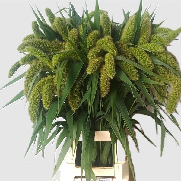 SETARIA IT TOMER 80CM