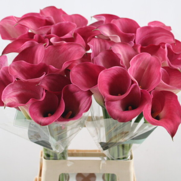 CALA *ROMANCE* 70CM