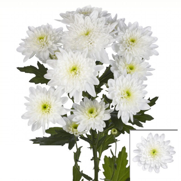 CRISANTEM BLANC *BONITA*