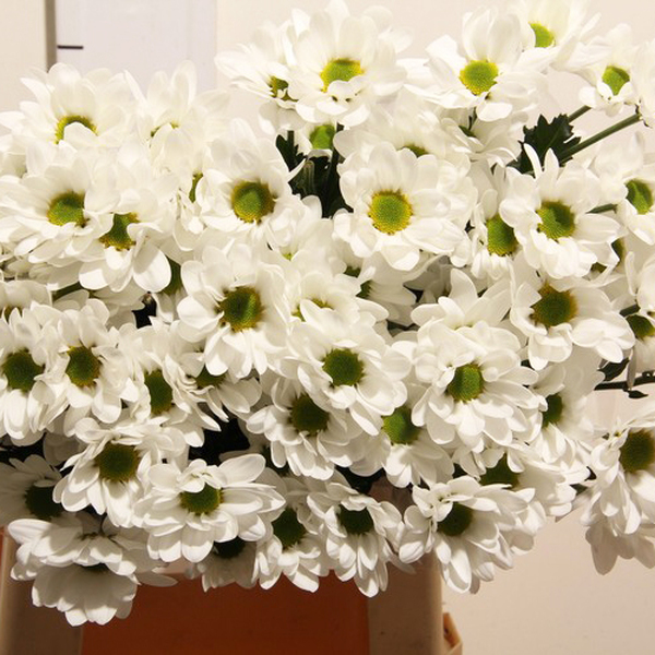 CRISANTEM BLANC *BACARDI*