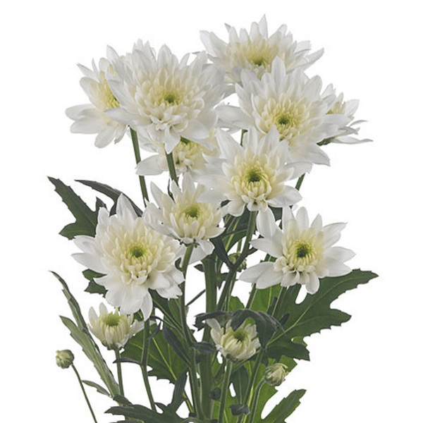 CRISANTEM NACIONAL EURO BLANC