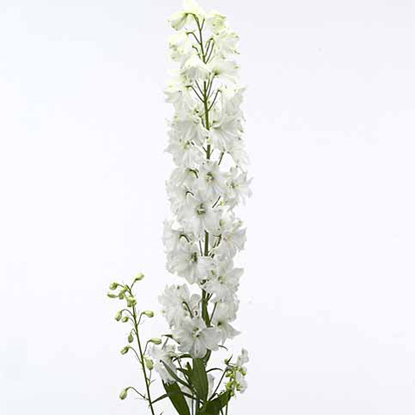 DELPHINIUM *GUARDIAN WHITE* 100CM