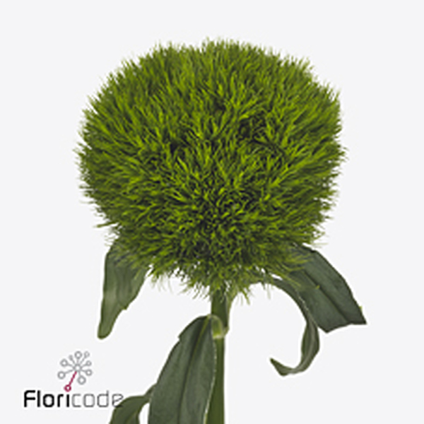 DIANTHUS BR KIWI MELLOW 60CM