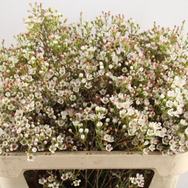 FLOR DE CERA *MAYA* BLANCA OBERTA 