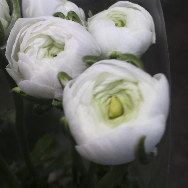 FRANCESILLA BLANC