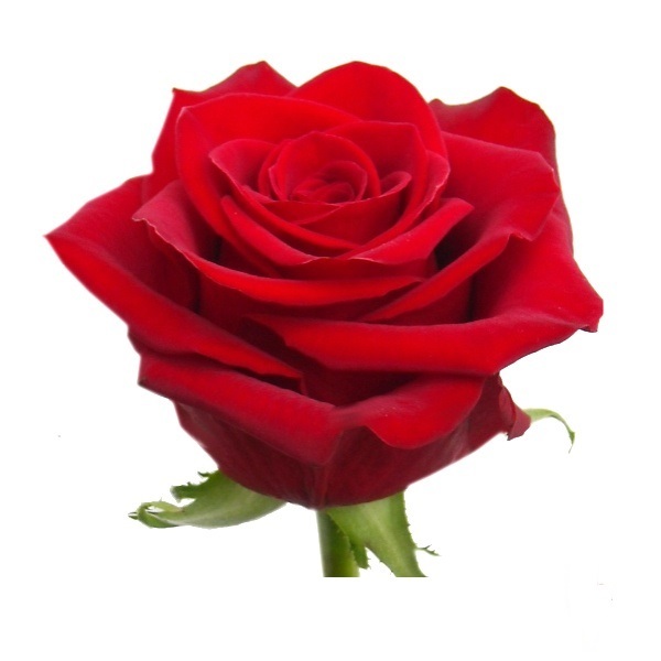 ROSA FREEDOM 70CM