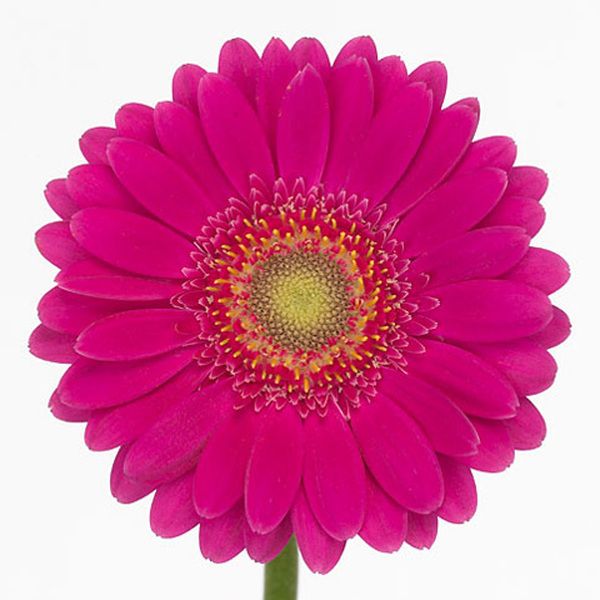 GERMINI FUCSIA