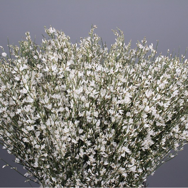 GINESTA BLANCA