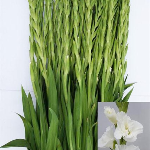 GLADIOL BLANC