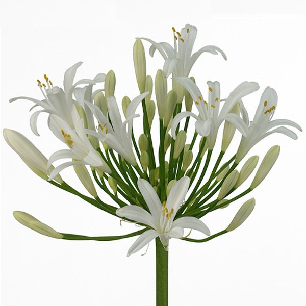 AGAPANTHUS BLANC