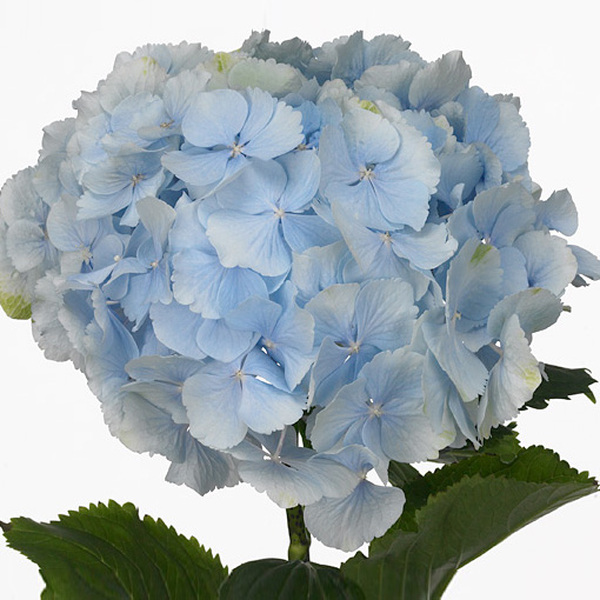 HORTENCIA VERENA BLUE 50CM