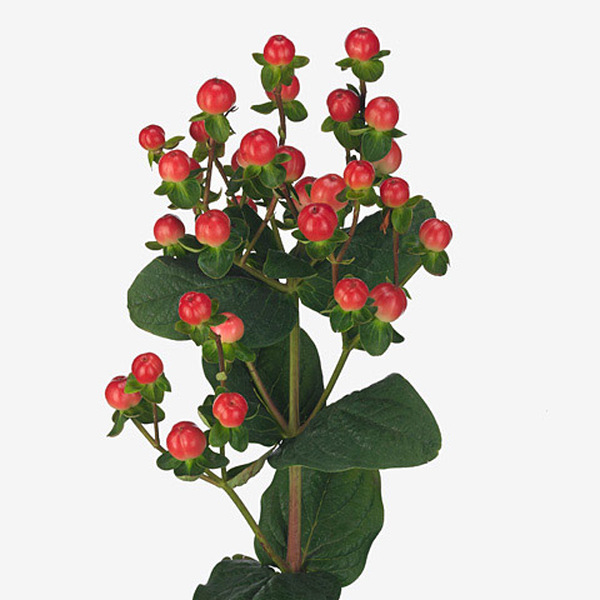 HYPERICUM *TOMATO FLAIR* 50CM