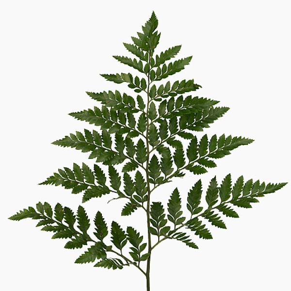 LEDER ORO ( caixa groga )