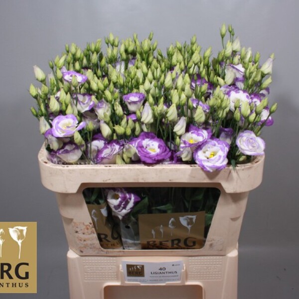 LISIANTHUS IMP. x10 XISPA LILA 