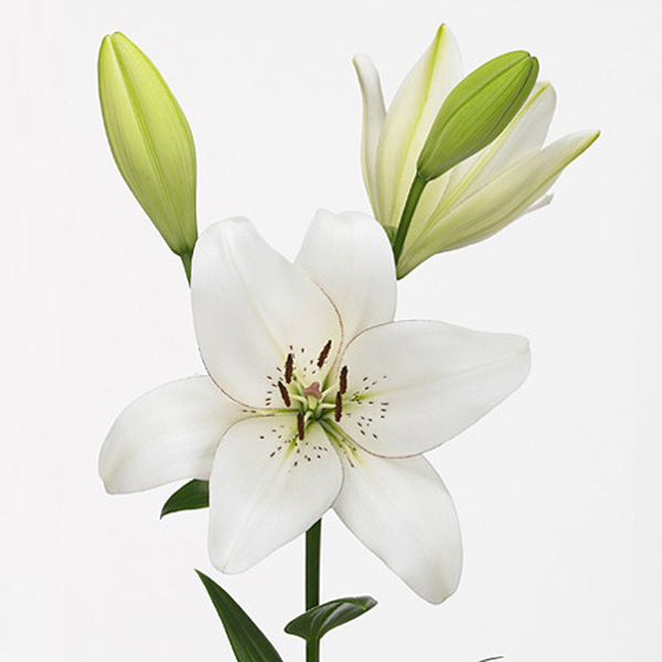 LILIUM BLANC