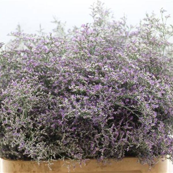 LIMONIUM BELTARD LILA