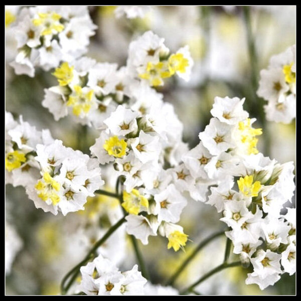 LIMONIUM CHINA X10 TALLS BLANC