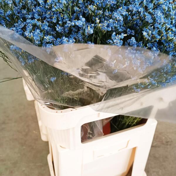 LIMONIUM CHINA TENYIT BLAU