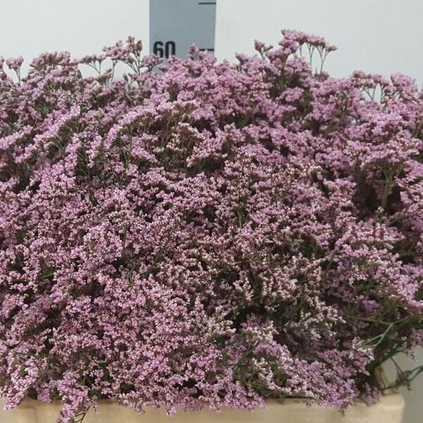 LIMONIUM SAF ROSY PINK 60CM