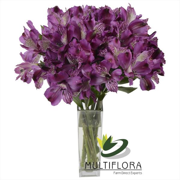 ALSTROMELIA SELECT LILA