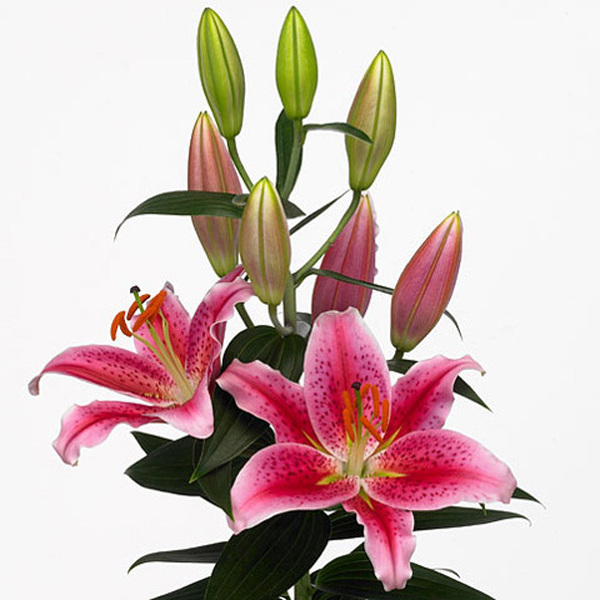 ORIENTAL ROSA