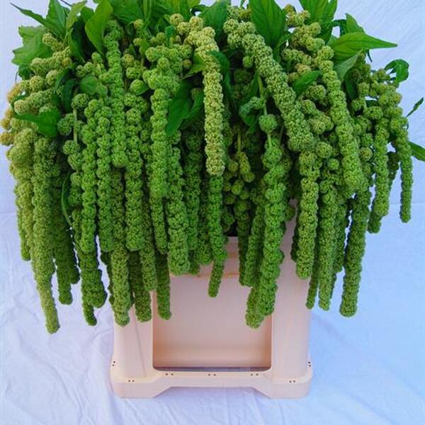 AMARANTHUS PENJAR CYCLOOP 75CM VERD