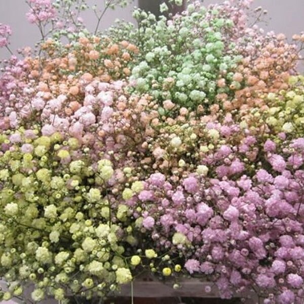 PANICULATA COLORS TENYIDA