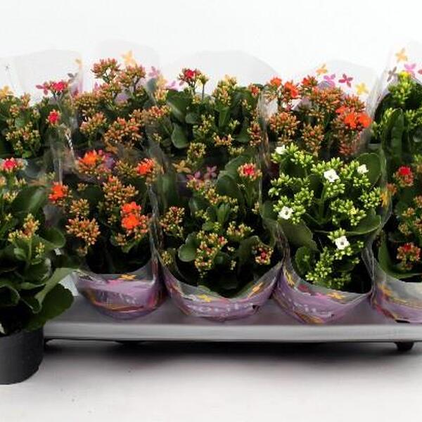 PLANTA KALANCHOE 