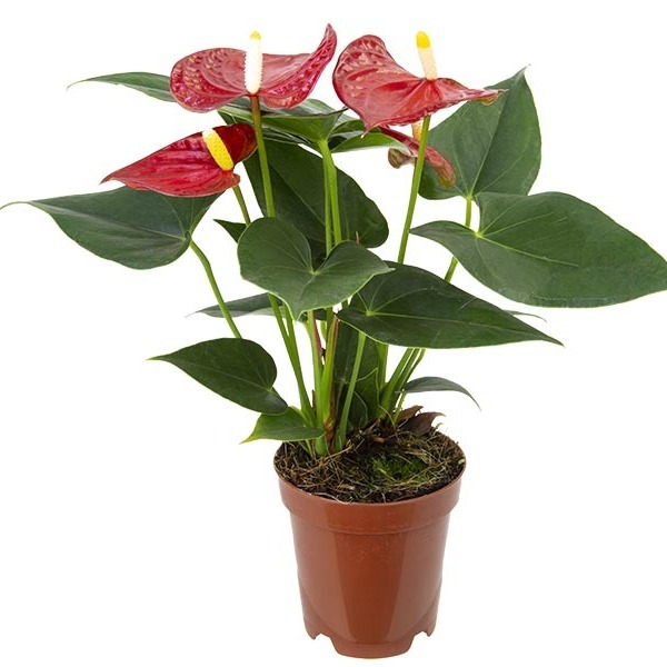 PLANTA ANTHURIUM Ø14CM FN BAMBINO