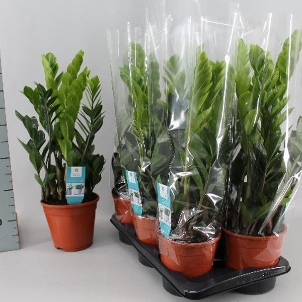 PLANTA ZAMIOCULCA Ø17CM