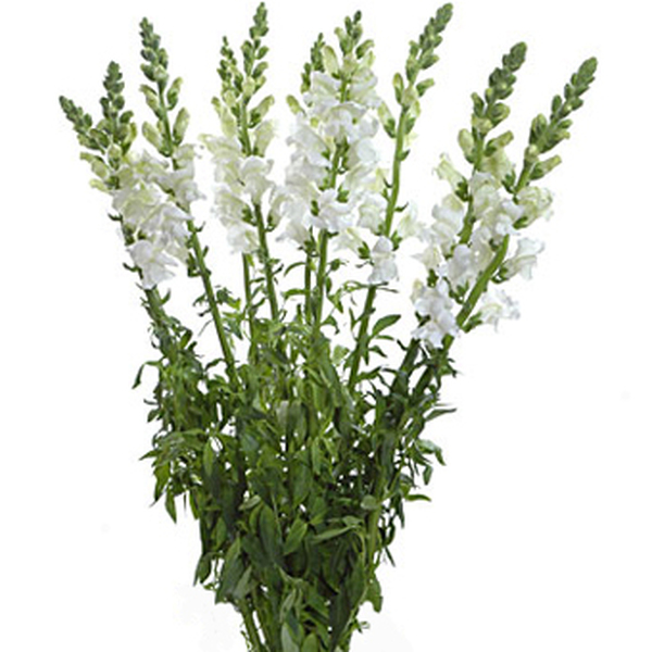 ANTIRRINO BLANC