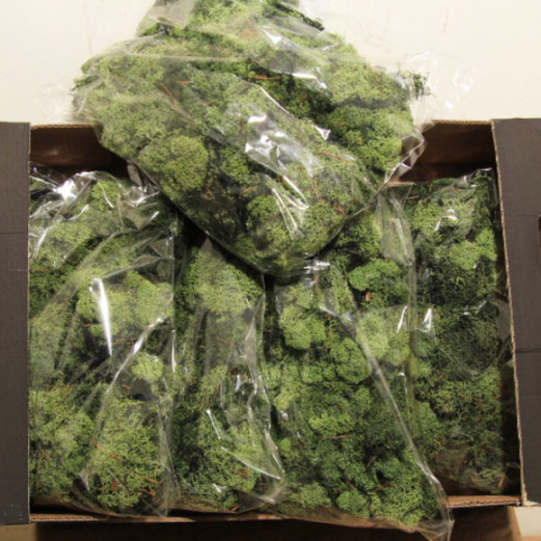 BOLSA MOLSA PRESERBADA VERD FOSC 500 GRAMS 