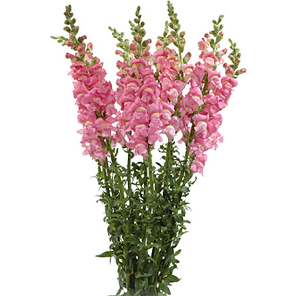 ANTIRRINO ROSA IMP.