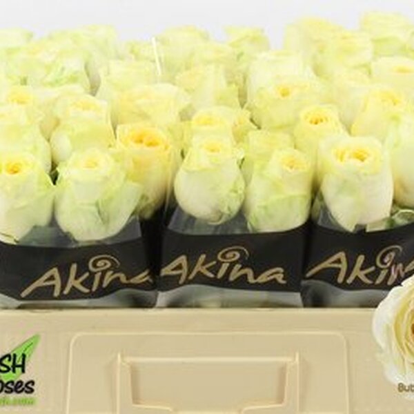 ROSA BUTTERCUP 50CM