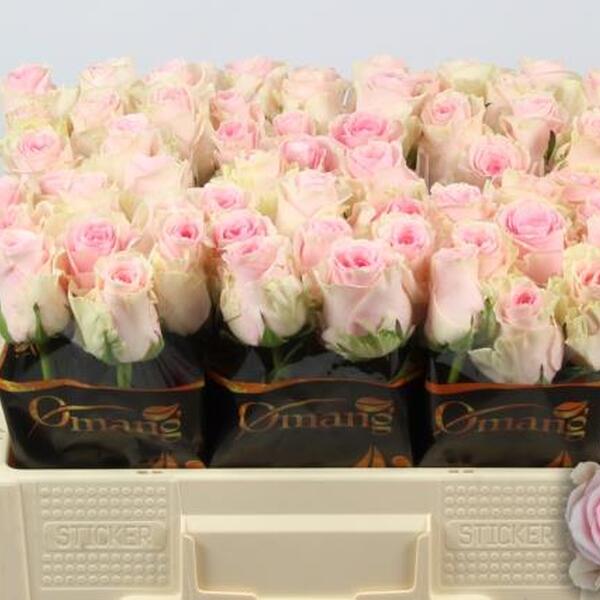 ROSA *DUCHESSE* 60CM