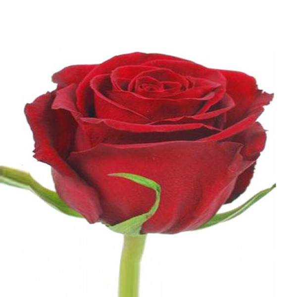 ROSA EXPLORER 60CM