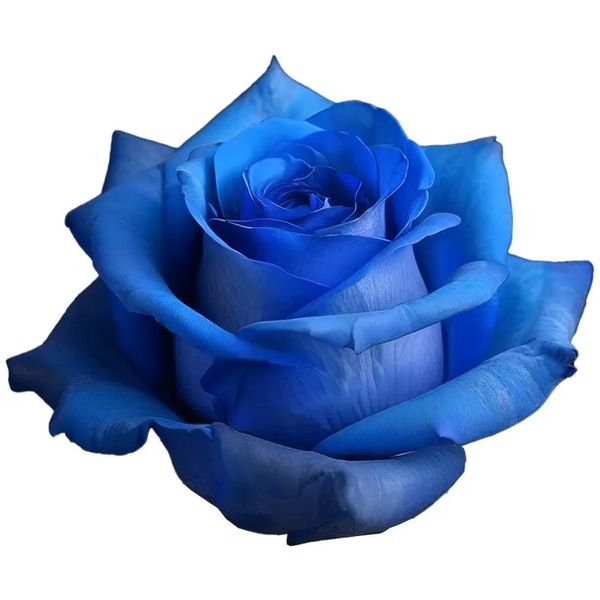 ROSA IMP. 50CM BLAVA X25