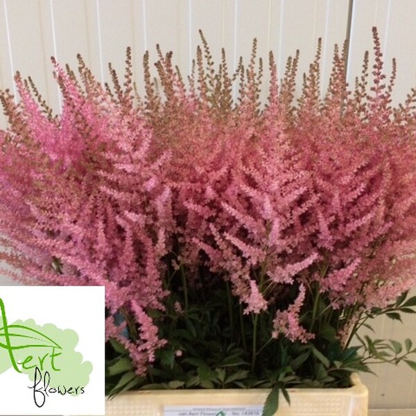 ASTILBE *ERIKA* 70CM