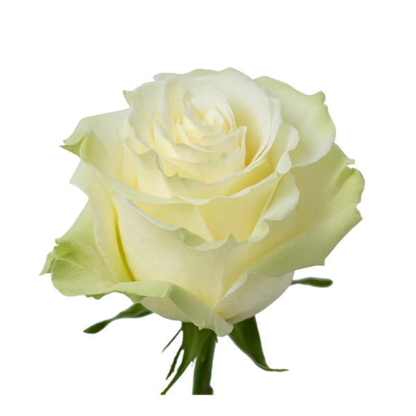ROSA IMP. 50CM *MONDIAL* 