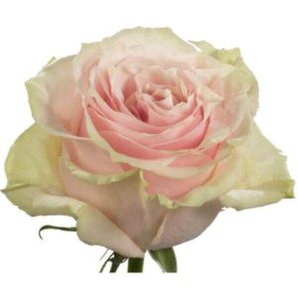 ROSA IMP. 60CM *PINK MONDIAL*