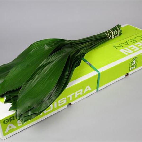 ASPIDISTRA 80CM