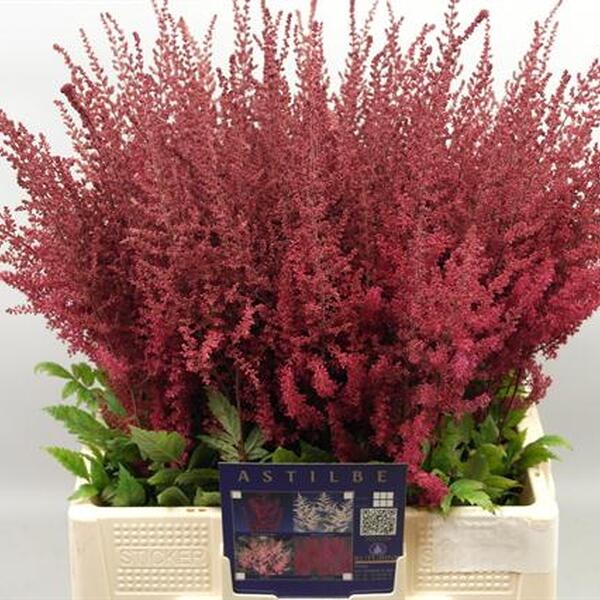 ASTILBE VERMELL *PAUL GAARDER* 60CM