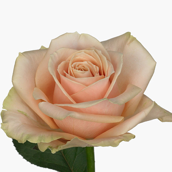 ROSA *PEARL AVALANCHE* 50CM