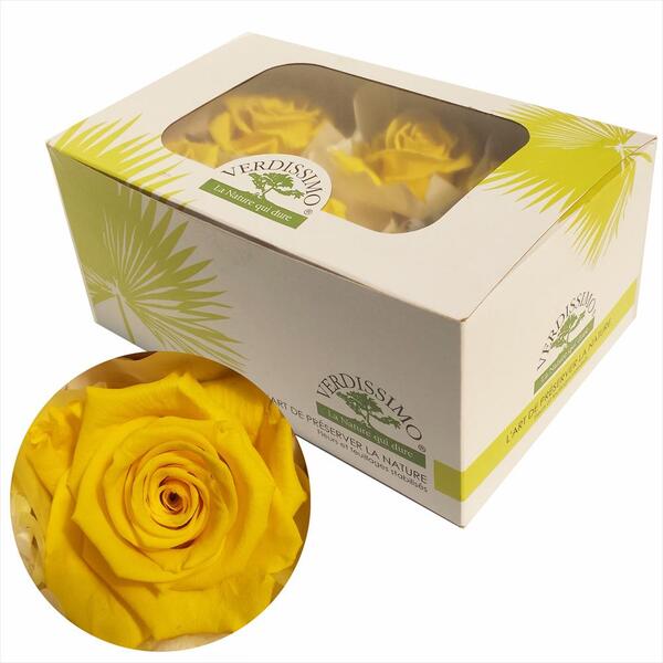ROSA PRES. STANDART CAIXA X6 BRIGHT YELLOW