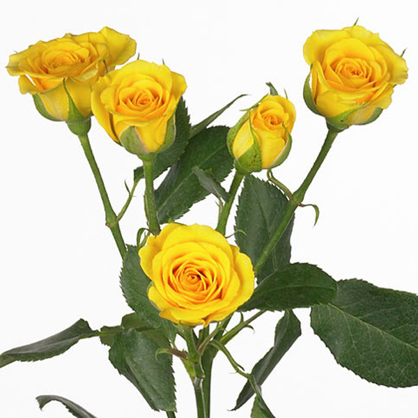ROSA RAMIFICADA 60CM *YELLOW BABE*